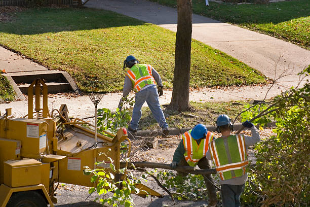 Tree Health Inspection in Erda, UT